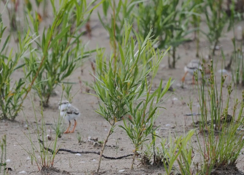 Islıkçı Cılıbıt - ML647596055