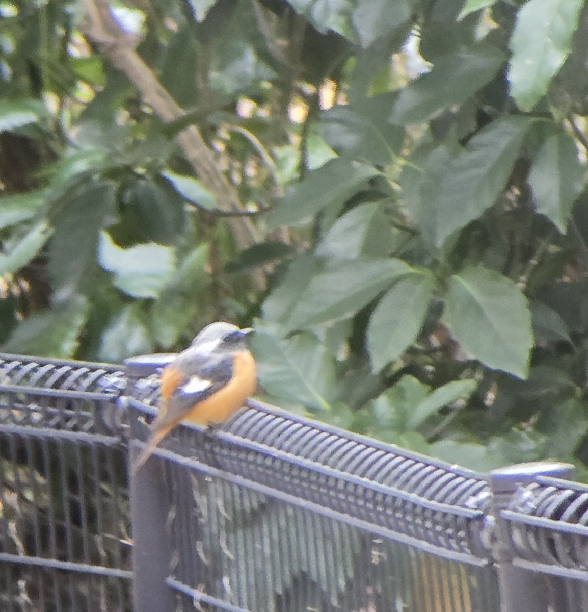 Горихвістка сибірська - ML647596092