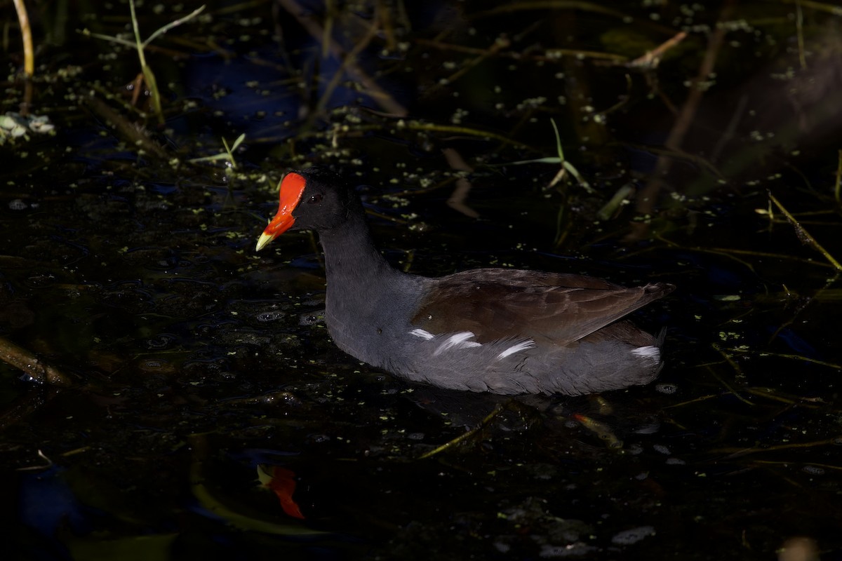 slípka americká - ML647596107