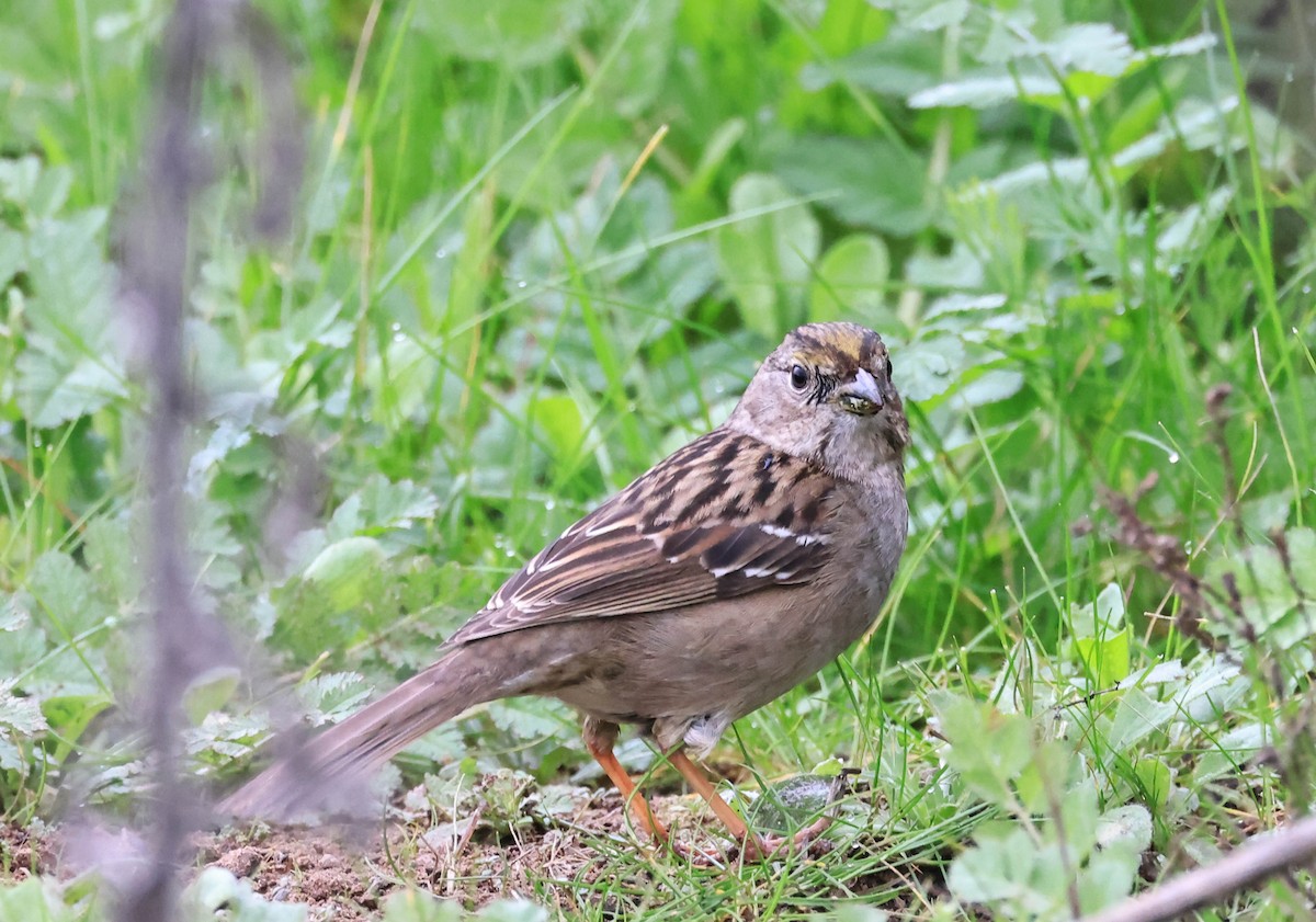 Golden-crowned Sparrow - ML647596113