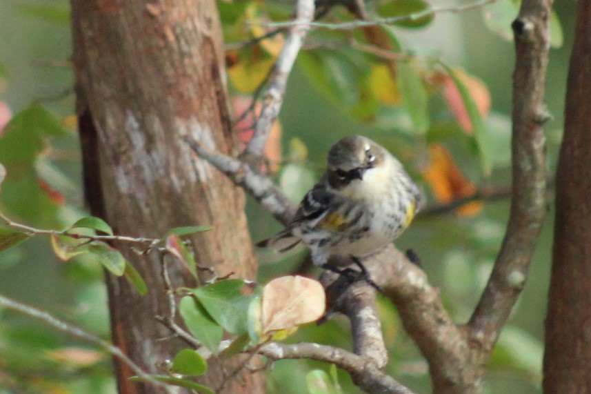 Yellow-rumped Warbler - ML647596114