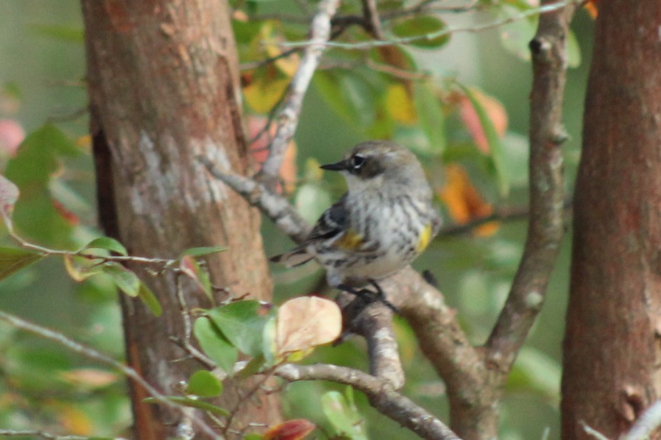 Yellow-rumped Warbler - ML647596115