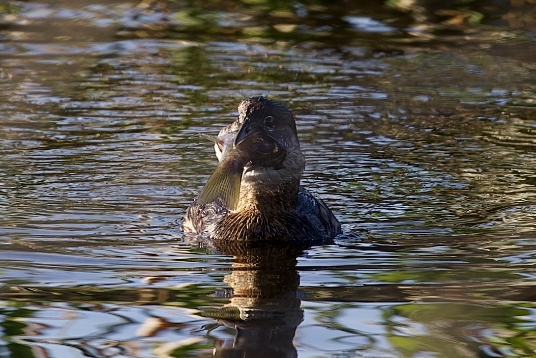 Pied-billed Grebe - ML647596117
