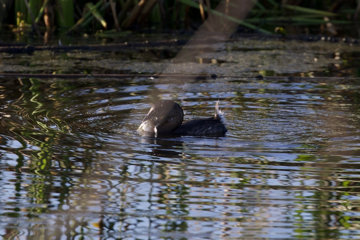 Pied-billed Grebe - ML647596118