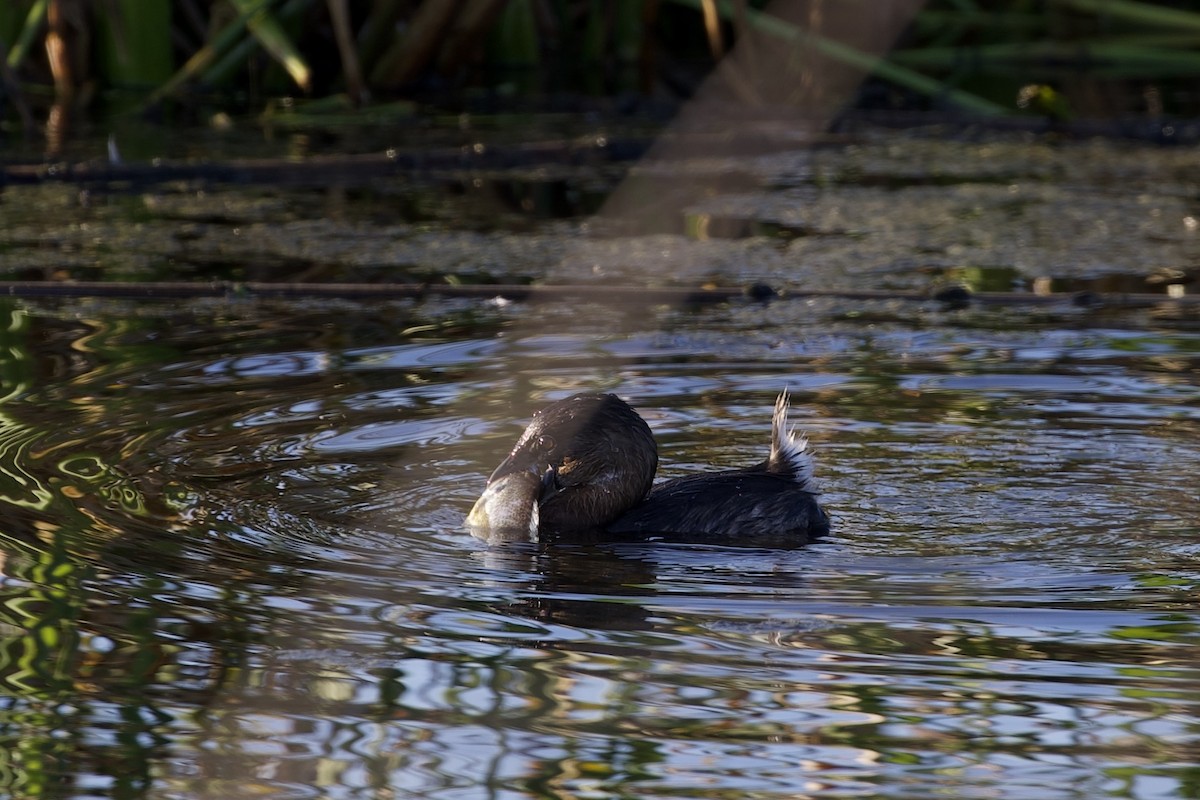 Pied-billed Grebe - ML647596119