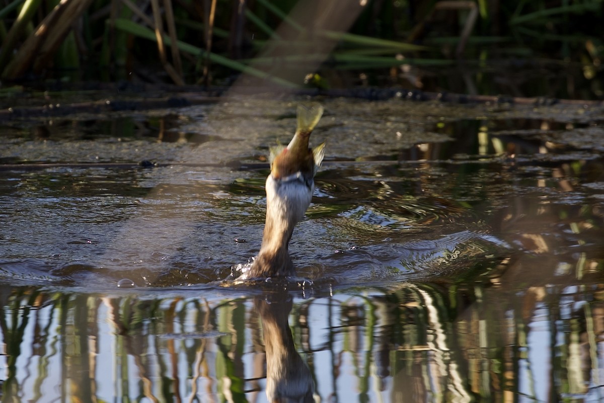Pied-billed Grebe - ML647596120