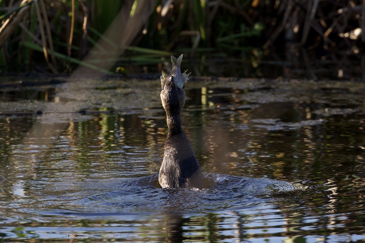 Pied-billed Grebe - ML647596121
