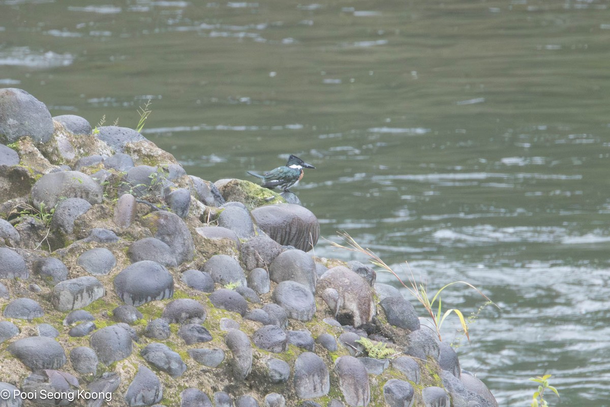 Amazon Kingfisher - ML647596122