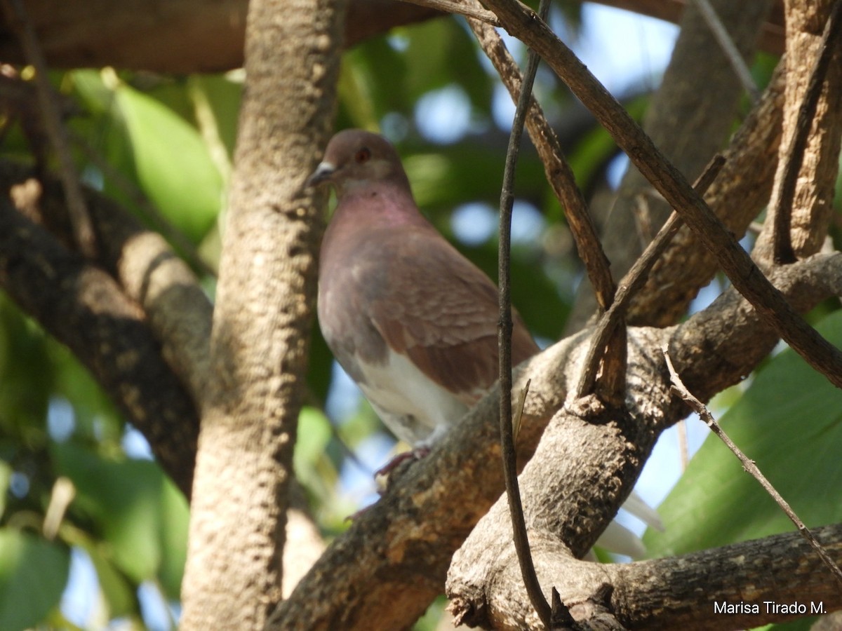 野鴿(野化) - ML647596123