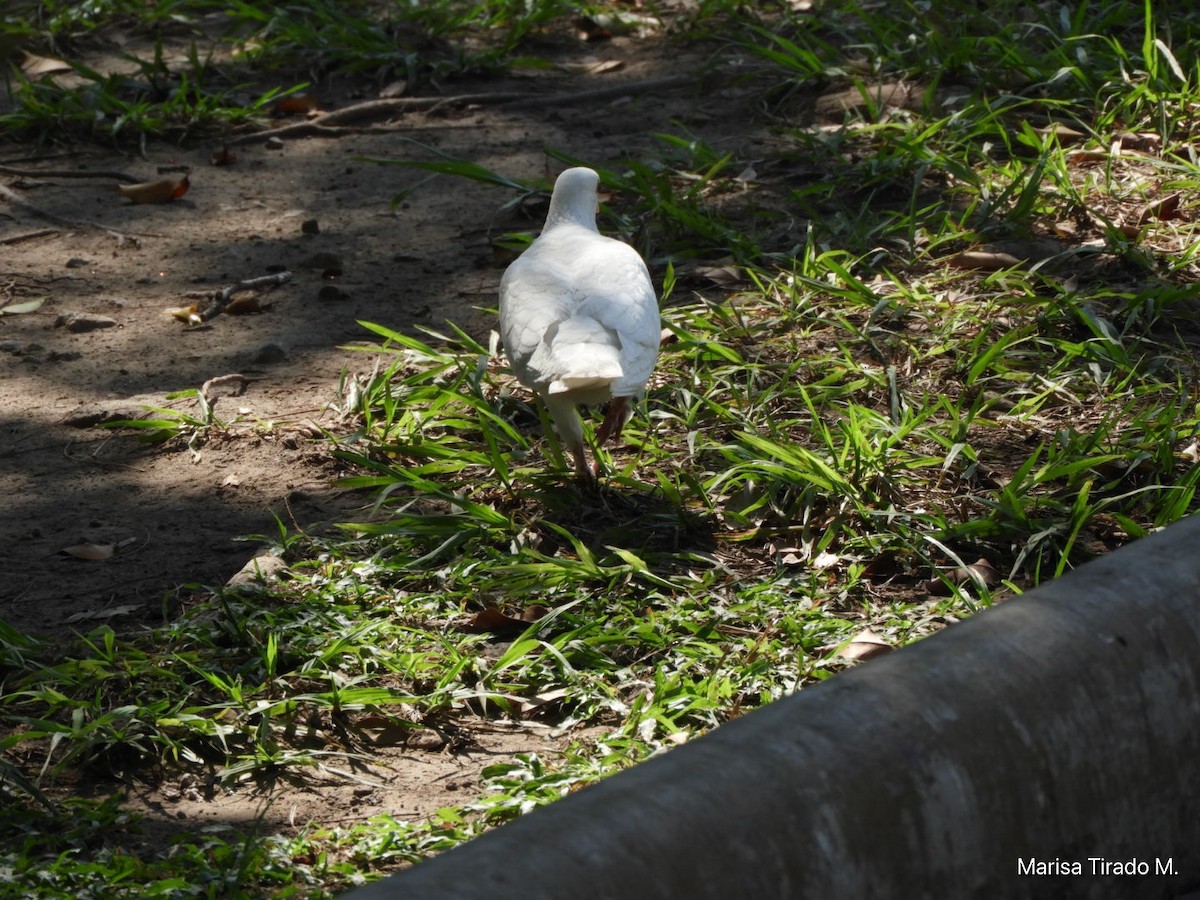 野鴿(野化) - ML647596124