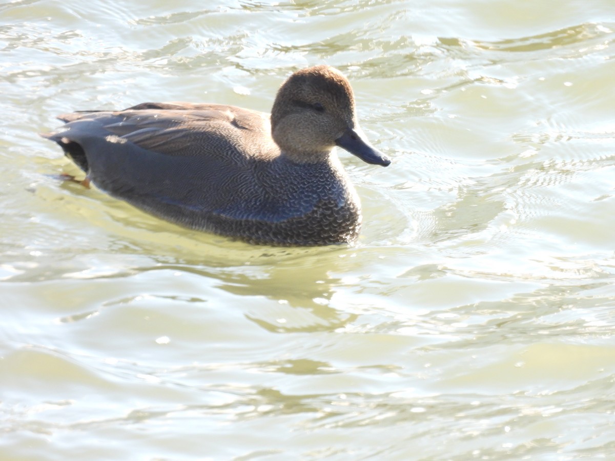 赤膀鴨 - ML647596125