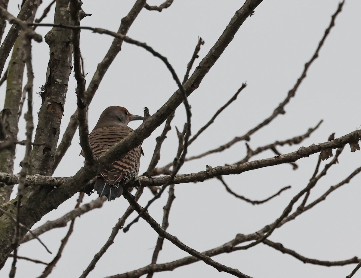 Northern Flicker (Red-shafted) - ML647596126