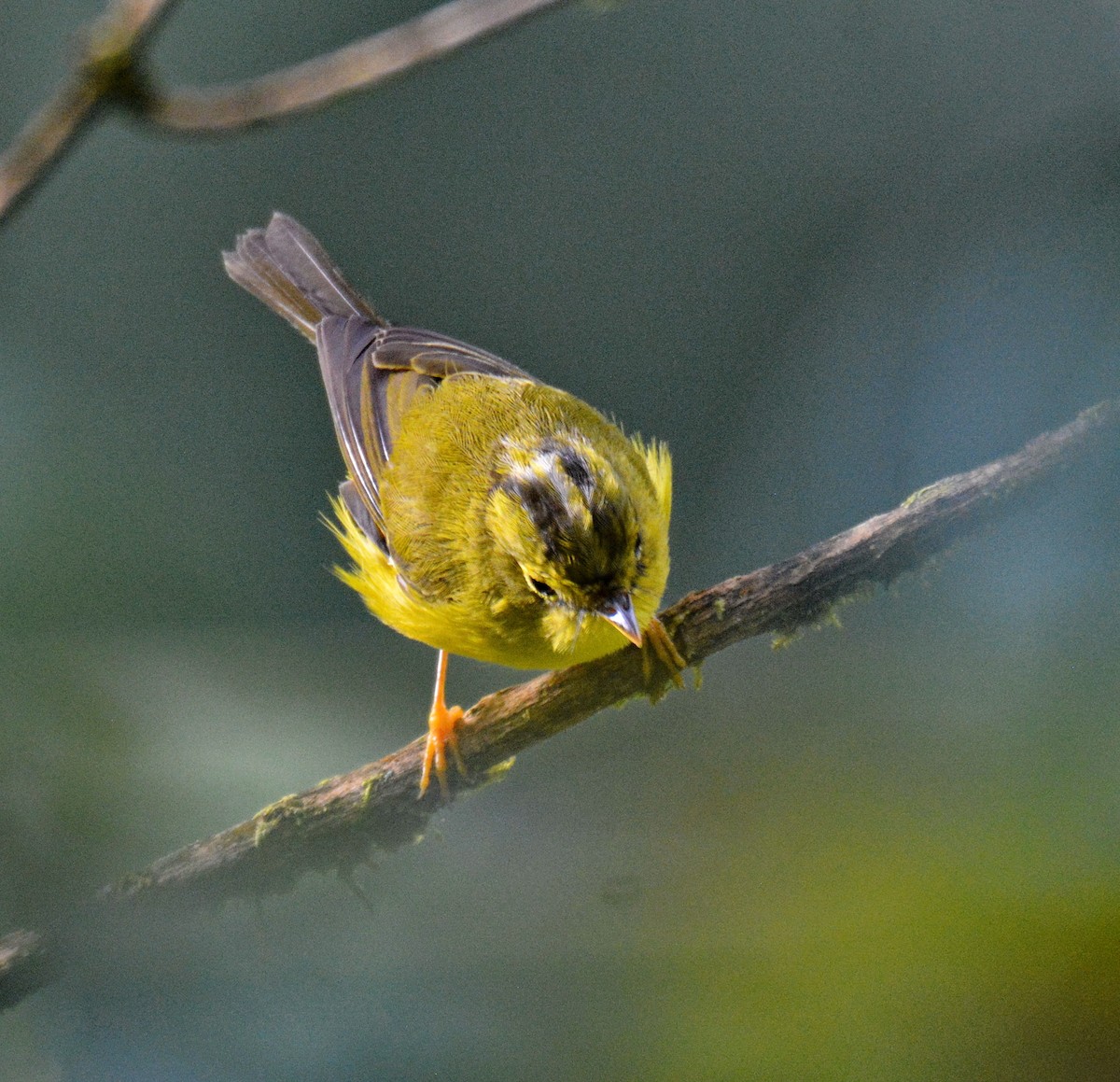 Whistler's Warbler - ML647596127