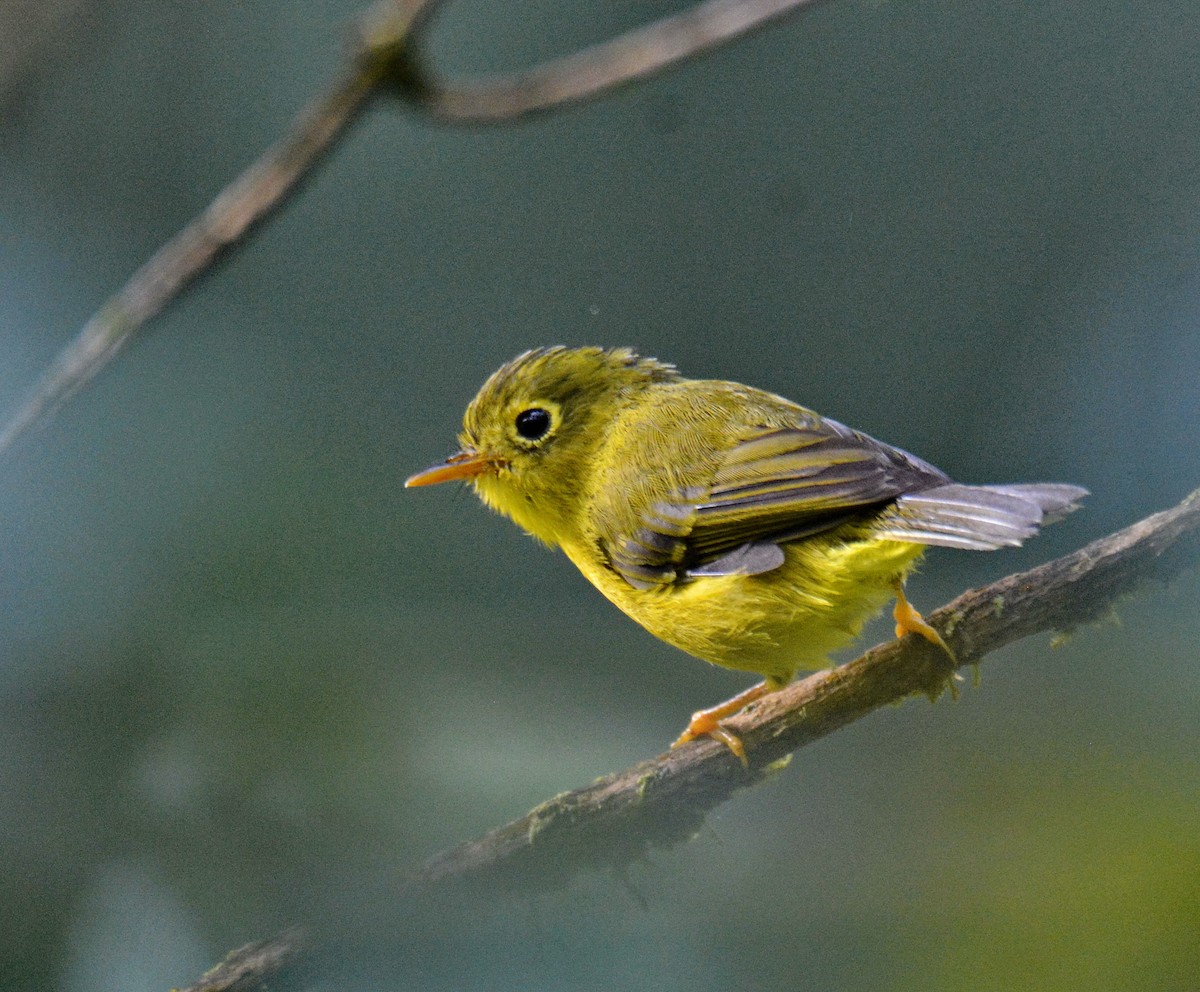 Whistler's Warbler - ML647596128