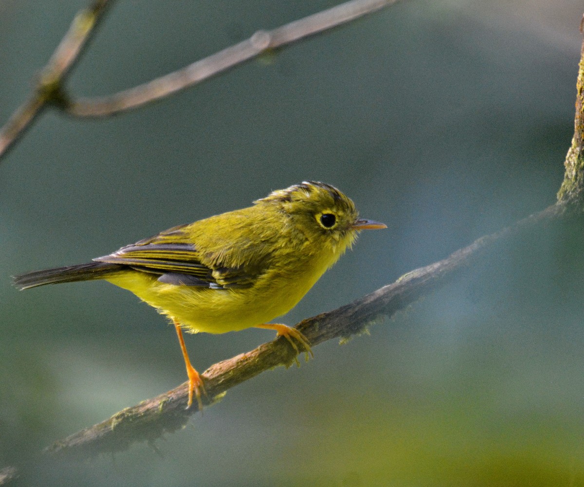 Whistler's Warbler - ML647596129