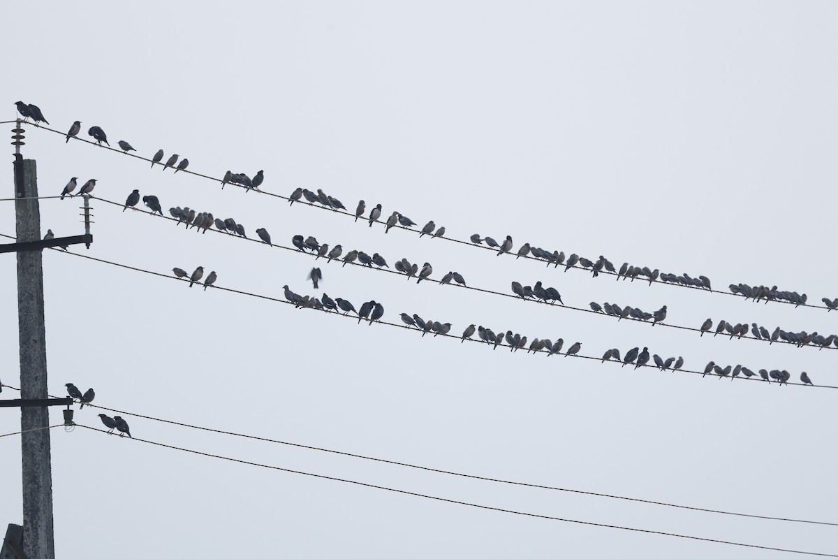 灰頭椋鳥 - ML647596130