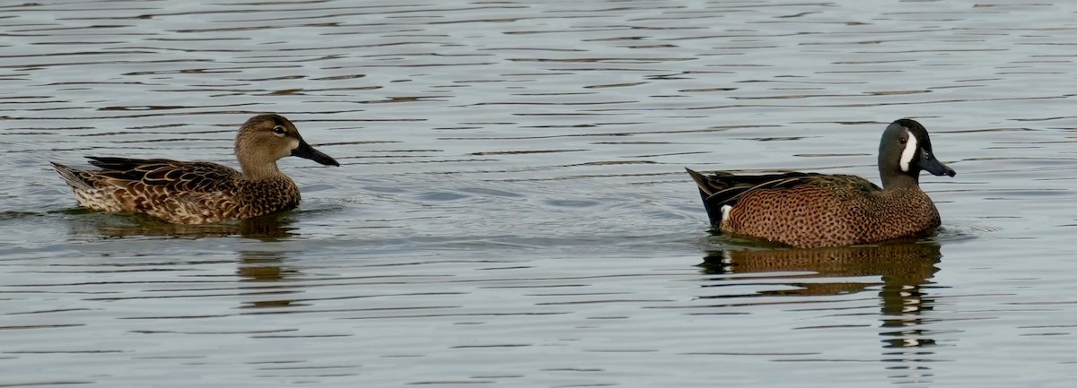 Blue-winged Teal - ML647596131