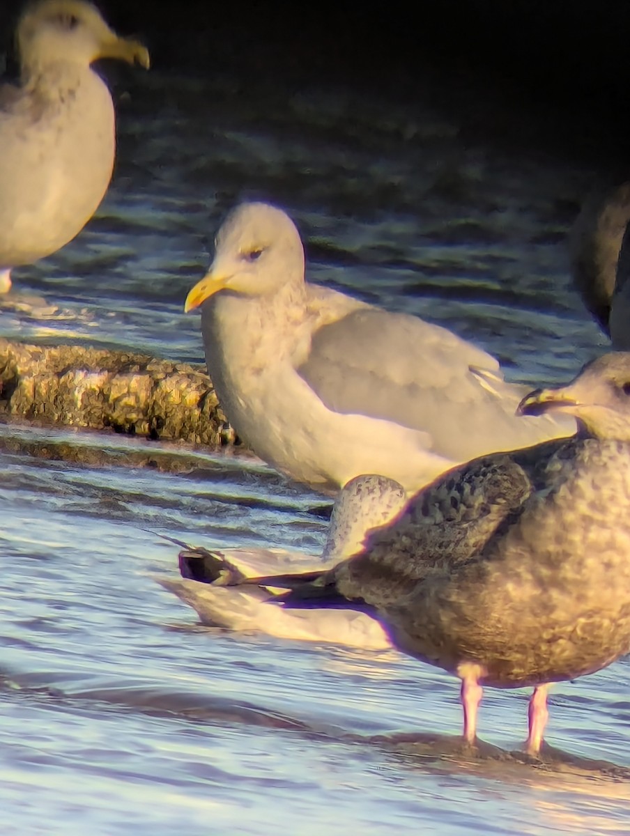 Iceland Gull (kumlieni) - ML647596132