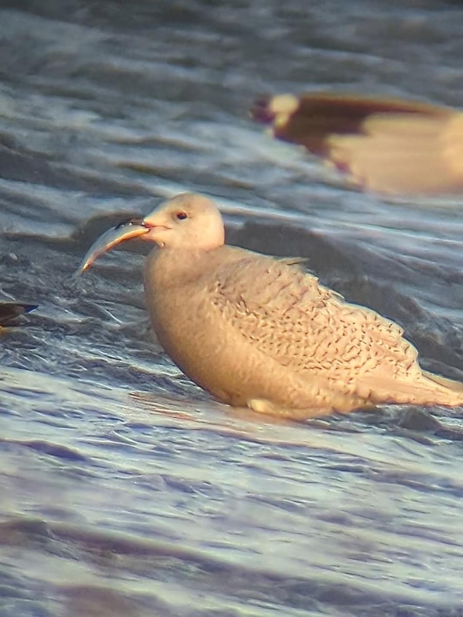 Iceland Gull (kumlieni) - ML647596133