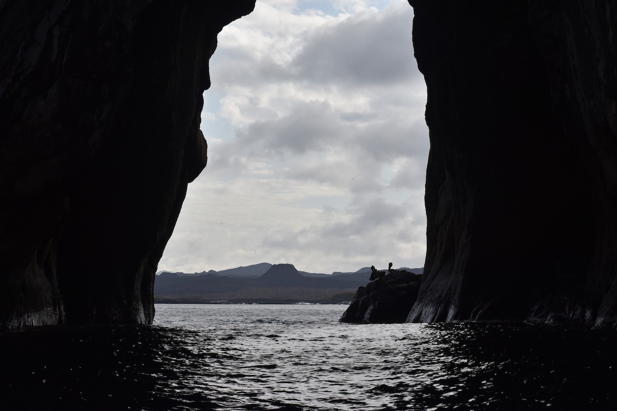 Brown Pelican (Galapagos) - ML647596141