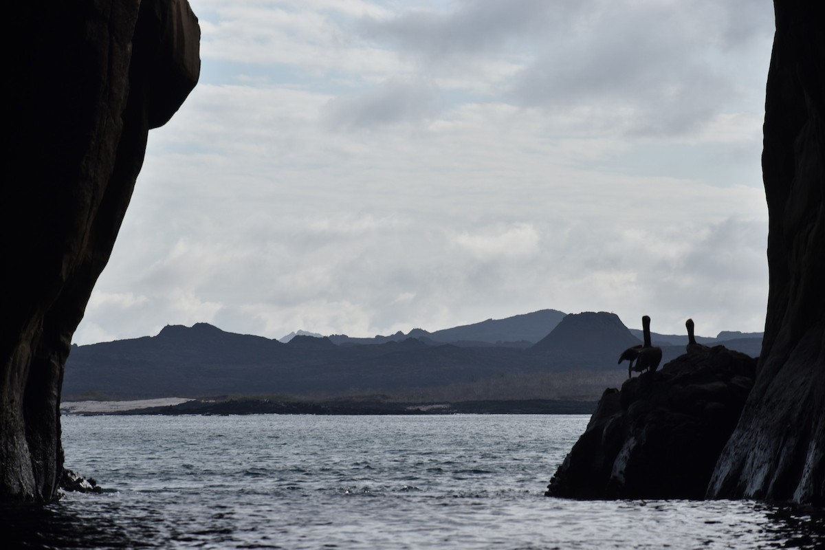 Brown Pelican (Galapagos) - ML647596142