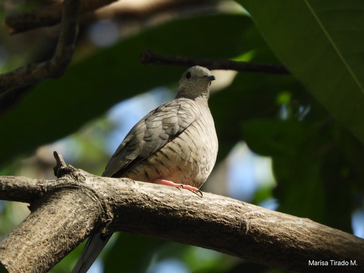 Inca Dove - ML647596144