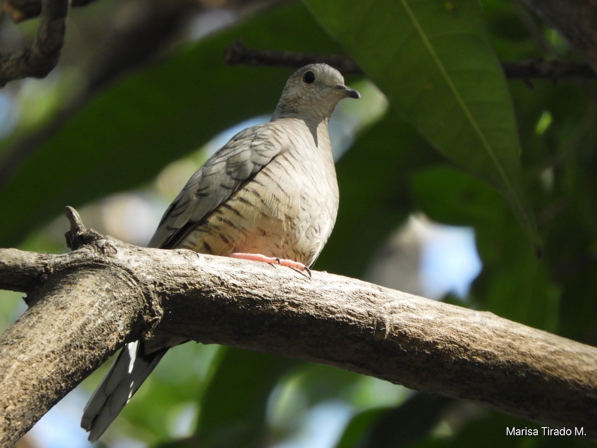 Inca Dove - ML647596145