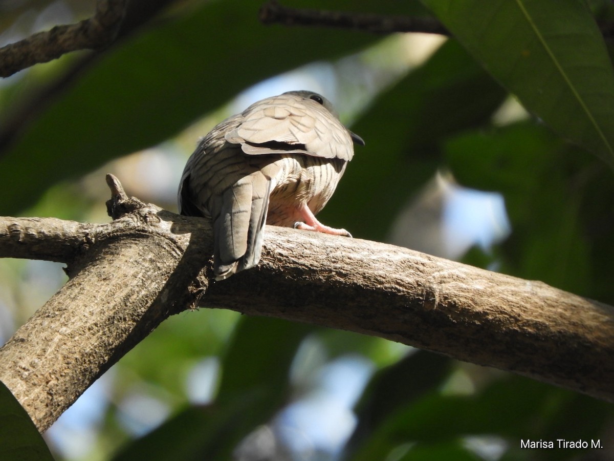 Inca Dove - ML647596146