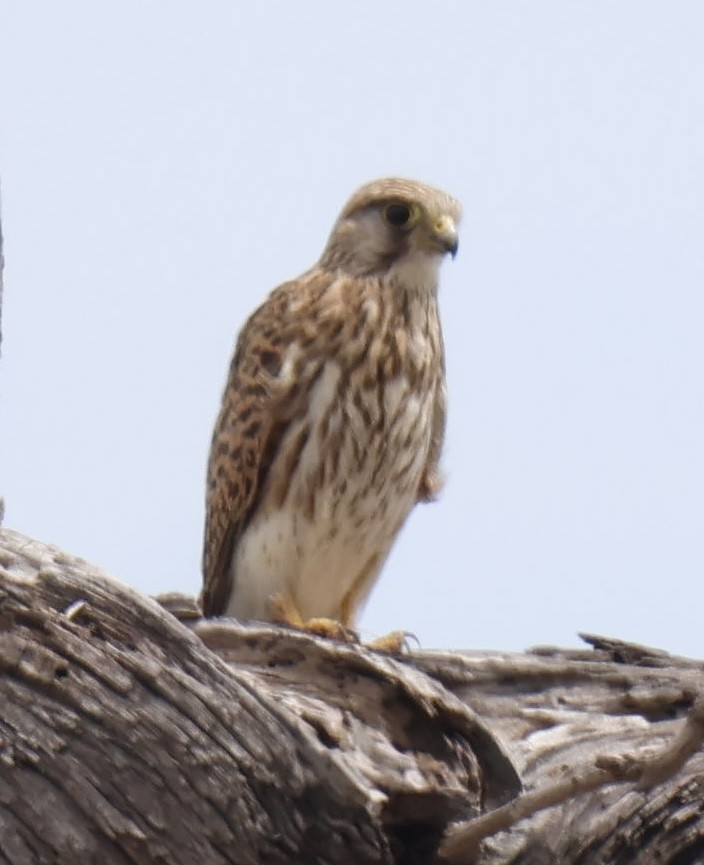 紅隼 - ML647596147