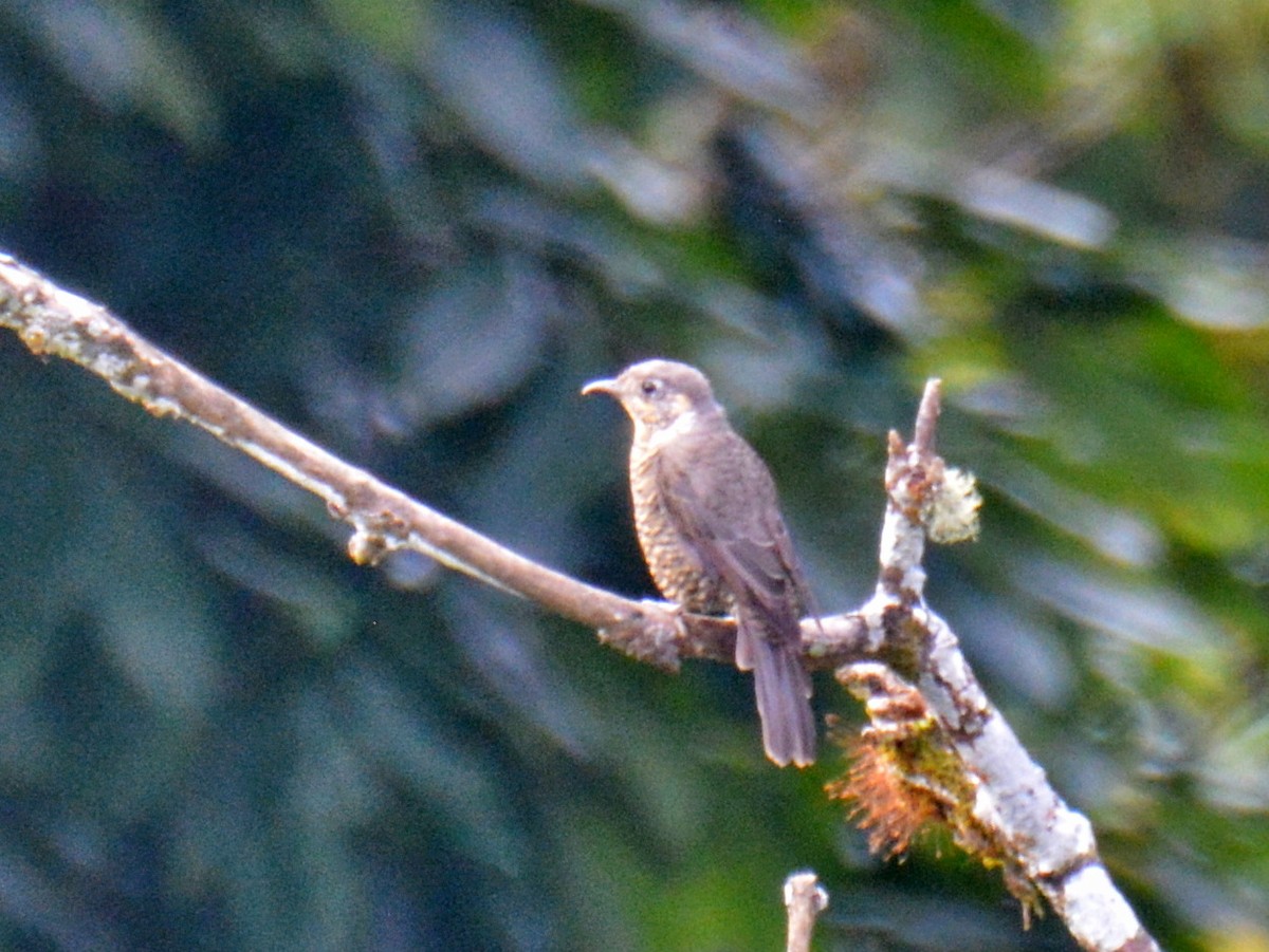 Chestnut-bellied Rock-Thrush - ML647596149