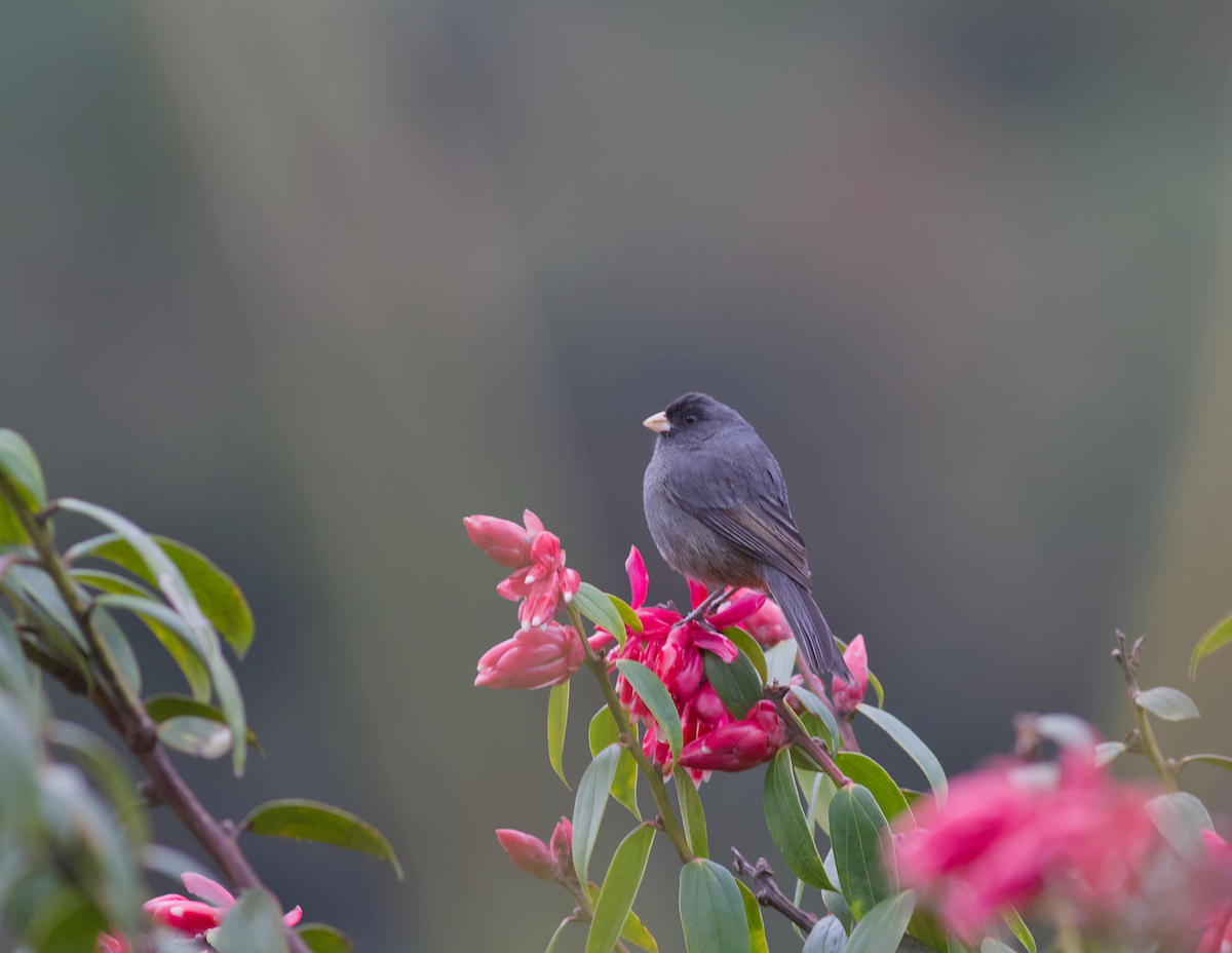 Schlankschnabel-Samenfresser - ML647596150