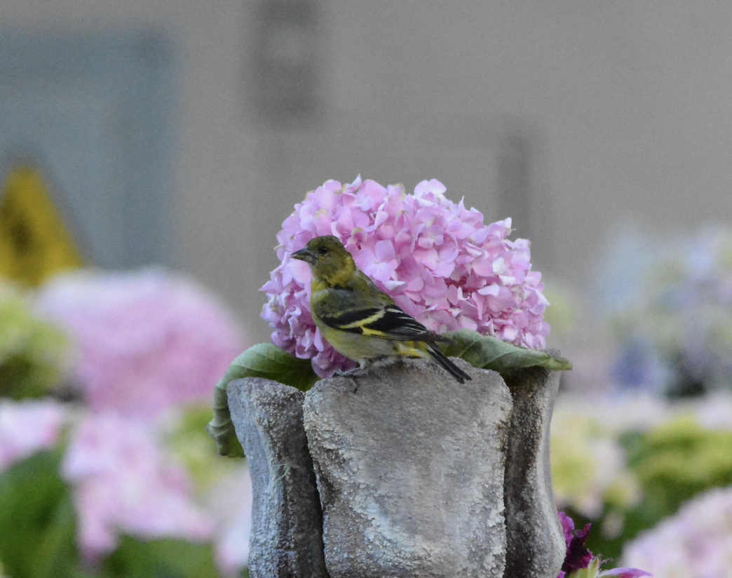 Hooded Siskin - ML647596170
