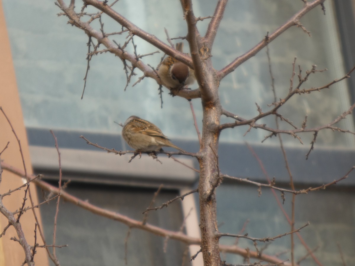 Eurasian Tree Sparrow - ML647596173