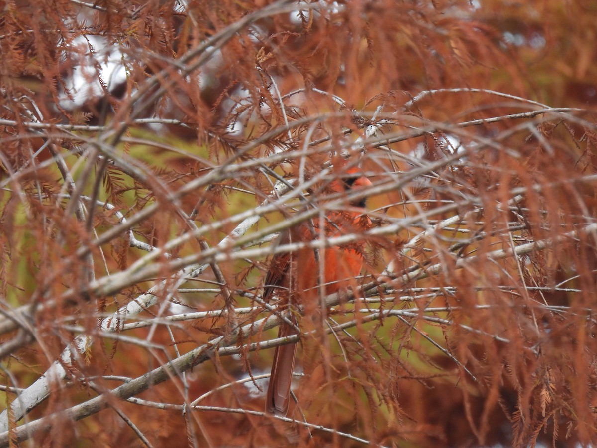 Northern Cardinal - ML647596177