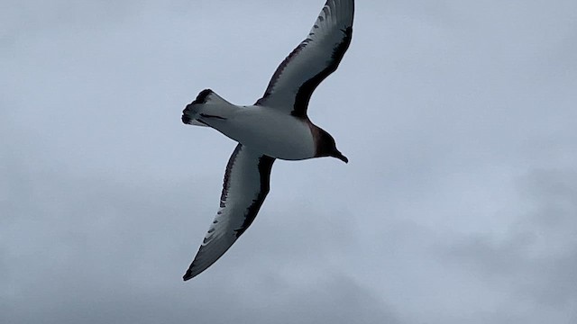 Antarctic Petrel - ML647596184