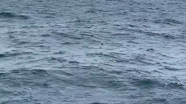 buřňák antarktický - ML647596185