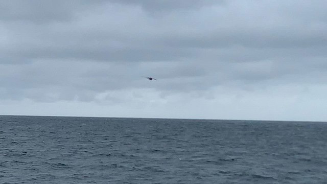 buřňák antarktický - ML647596186