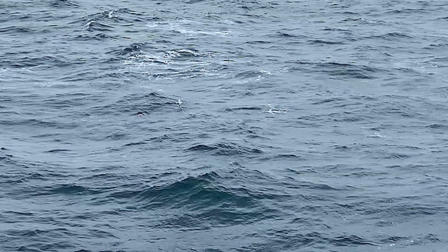 buřňák antarktický - ML647596187