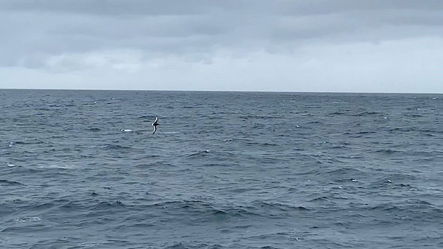 buřňák antarktický - ML647596188