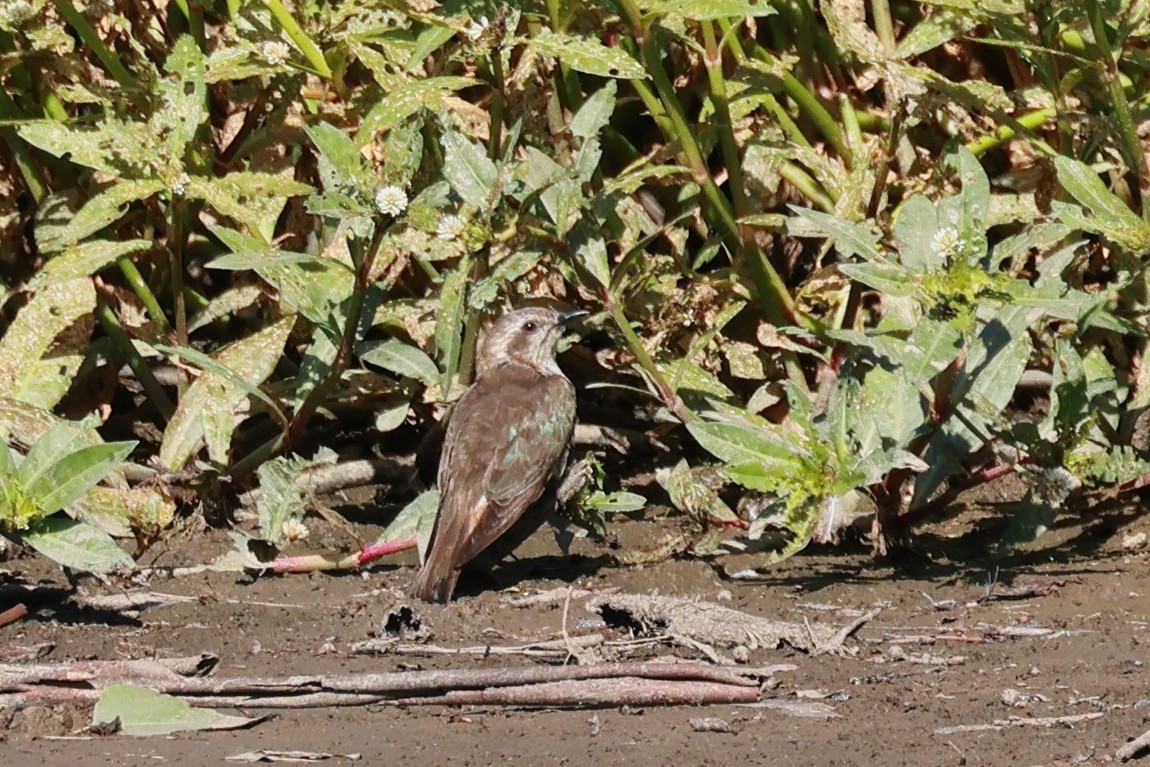 Horsfield's Bronze-Cuckoo - ML647596212
