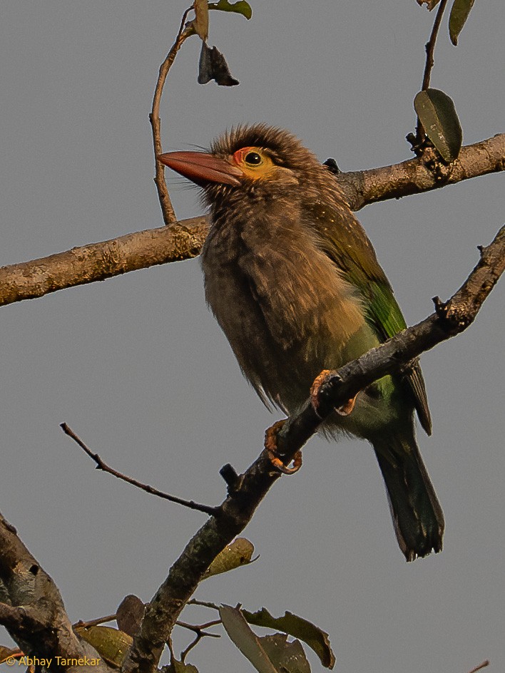 Brown-headed Barbet - ML647596213