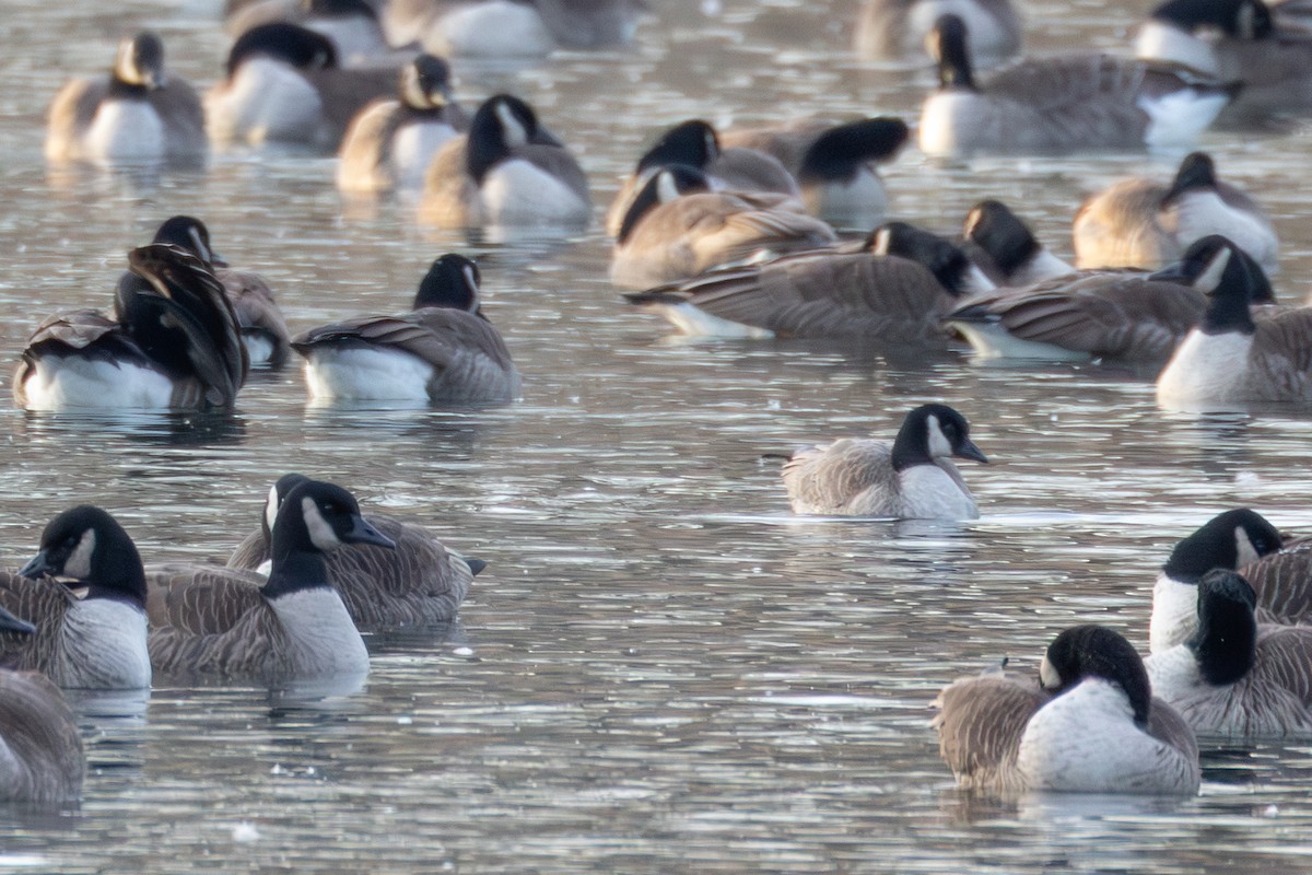 Cackling Goose - ML647596215