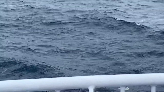 Southern Fulmar - ML647596218