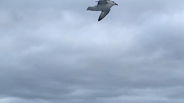 buřňák jižní - ML647596219