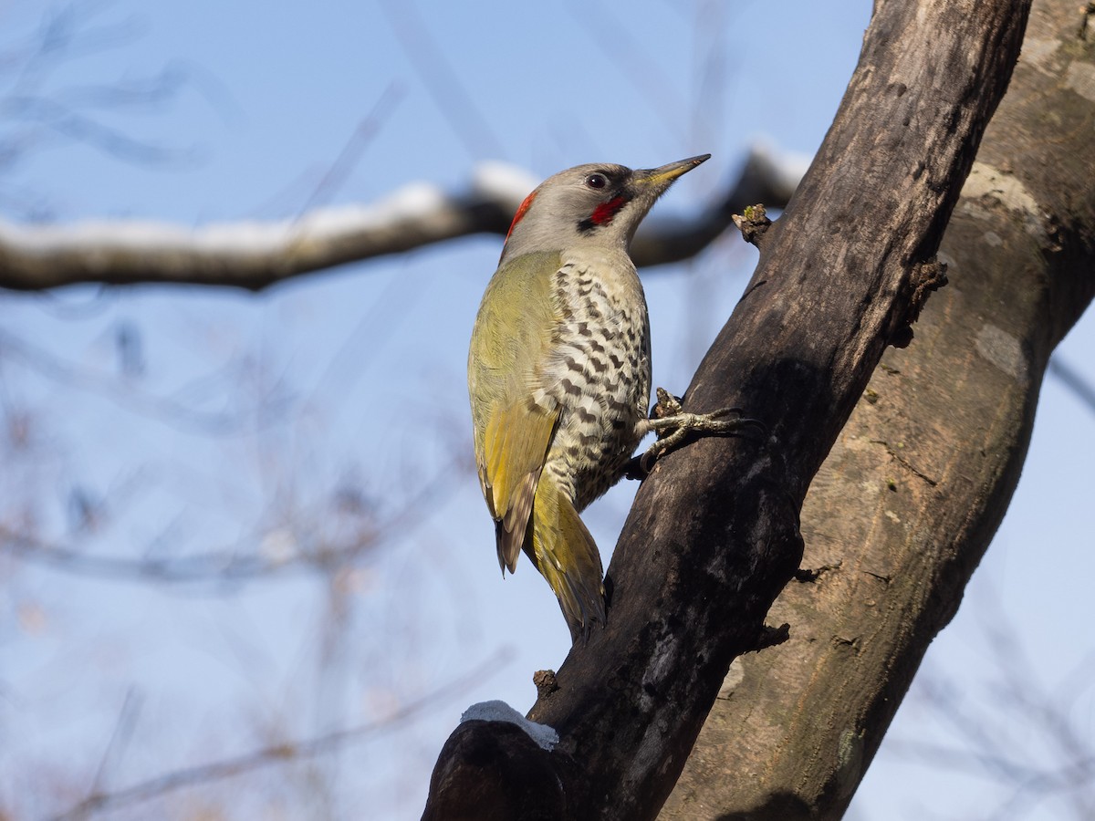 Japanese Woodpecker - ML647596220