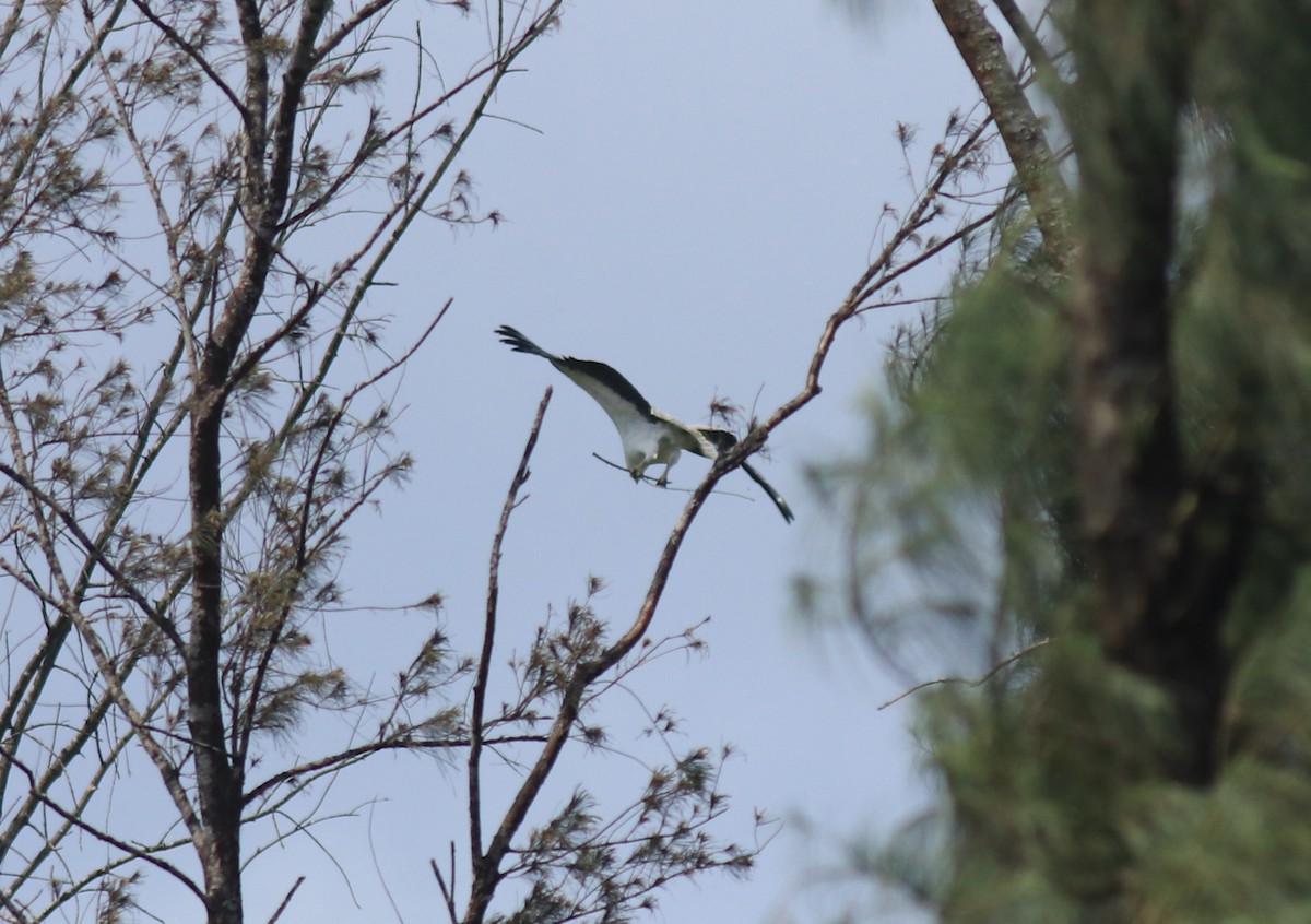White-bellied Sea-Eagle - ML647596221