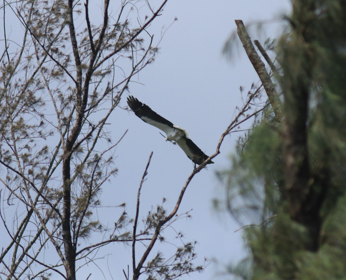White-bellied Sea-Eagle - ML647596222