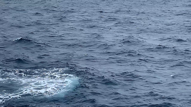 buřňák jižní - ML647596223