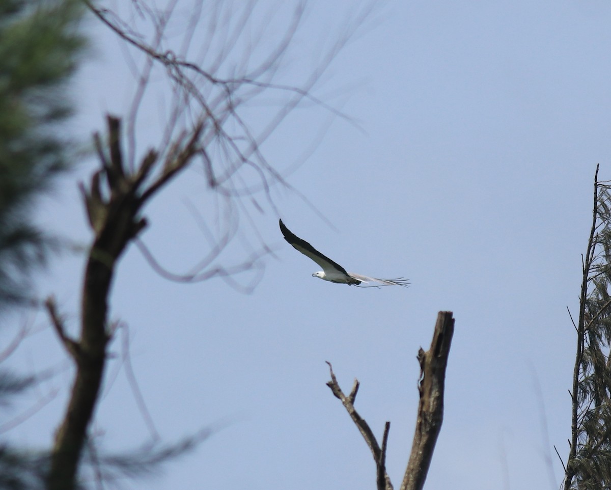 White-bellied Sea-Eagle - ML647596224
