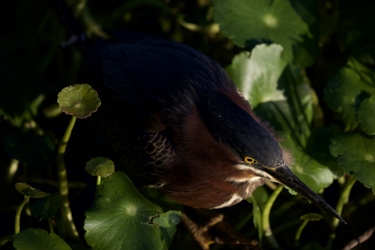Green Heron - ML647596225